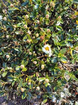 Image of Cistus ladanifer subsp. sulcatus (J. P. Demoly) P. Montserrat