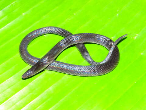 Image of Coffee Earth Snake