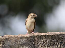 Image of Red-headed Quelea