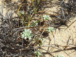 Image of Oenothera drummondii subsp. thalassaphila (Brandegee) W. Dietrich & W. L. Wagner