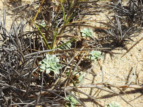 Image of Oenothera drummondii subsp. thalassaphila (Brandegee) W. Dietrich & W. L. Wagner