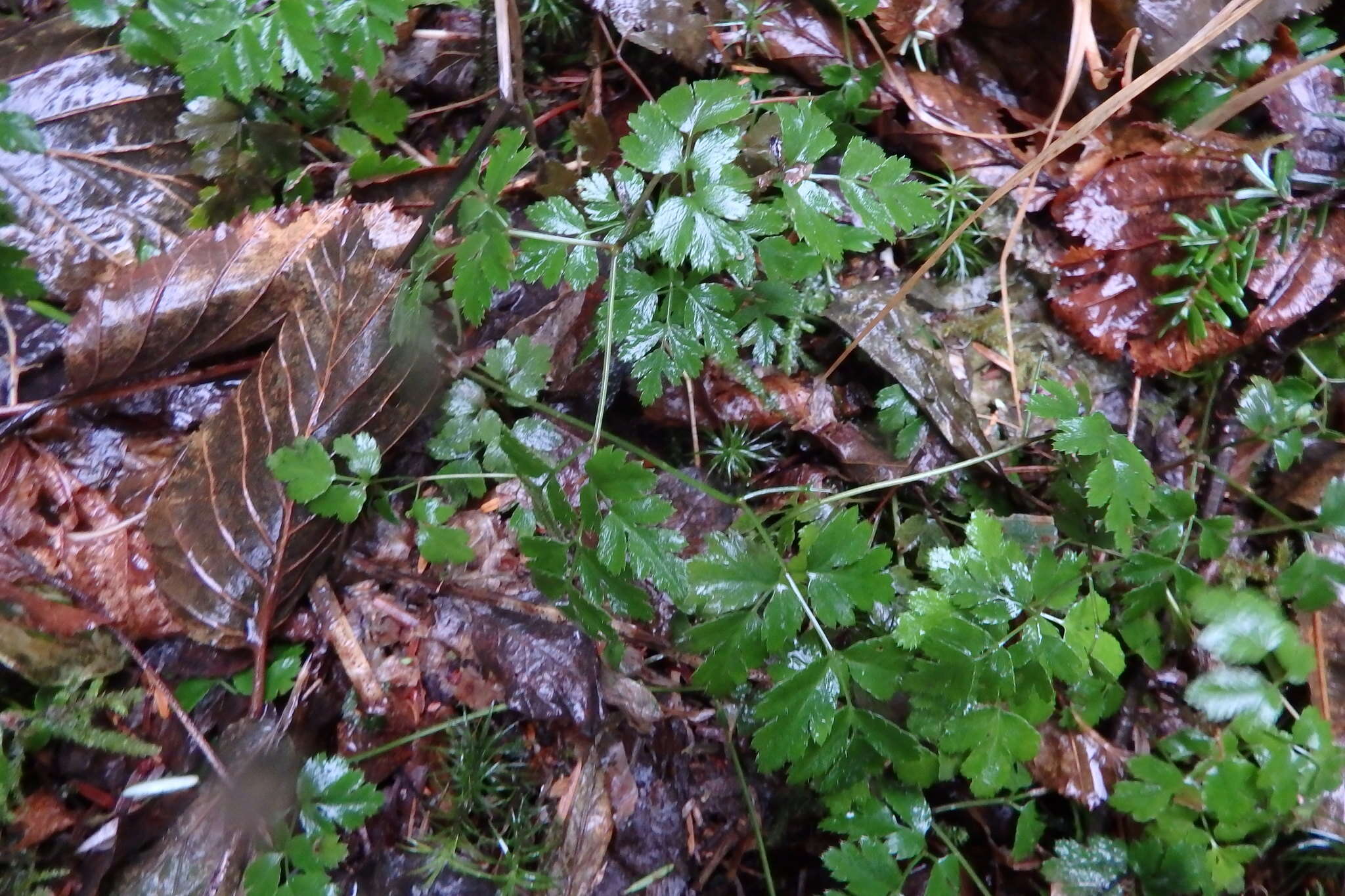 Image of Fern-Leaf Goldthread