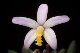 صورة Cattleya reginae (Pabst) Van den Berg