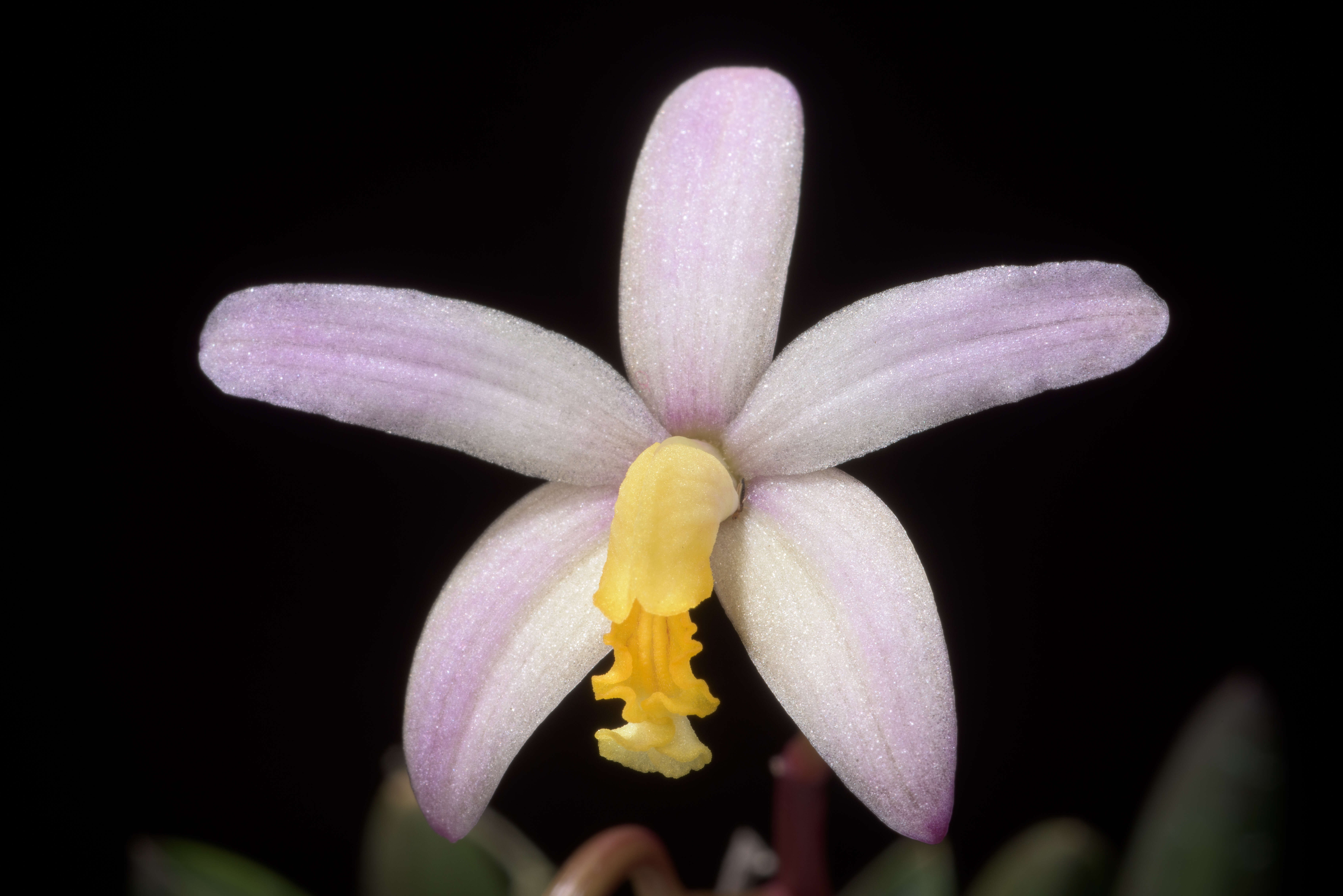 Image of Cattleya reginae (Pabst) Van den Berg