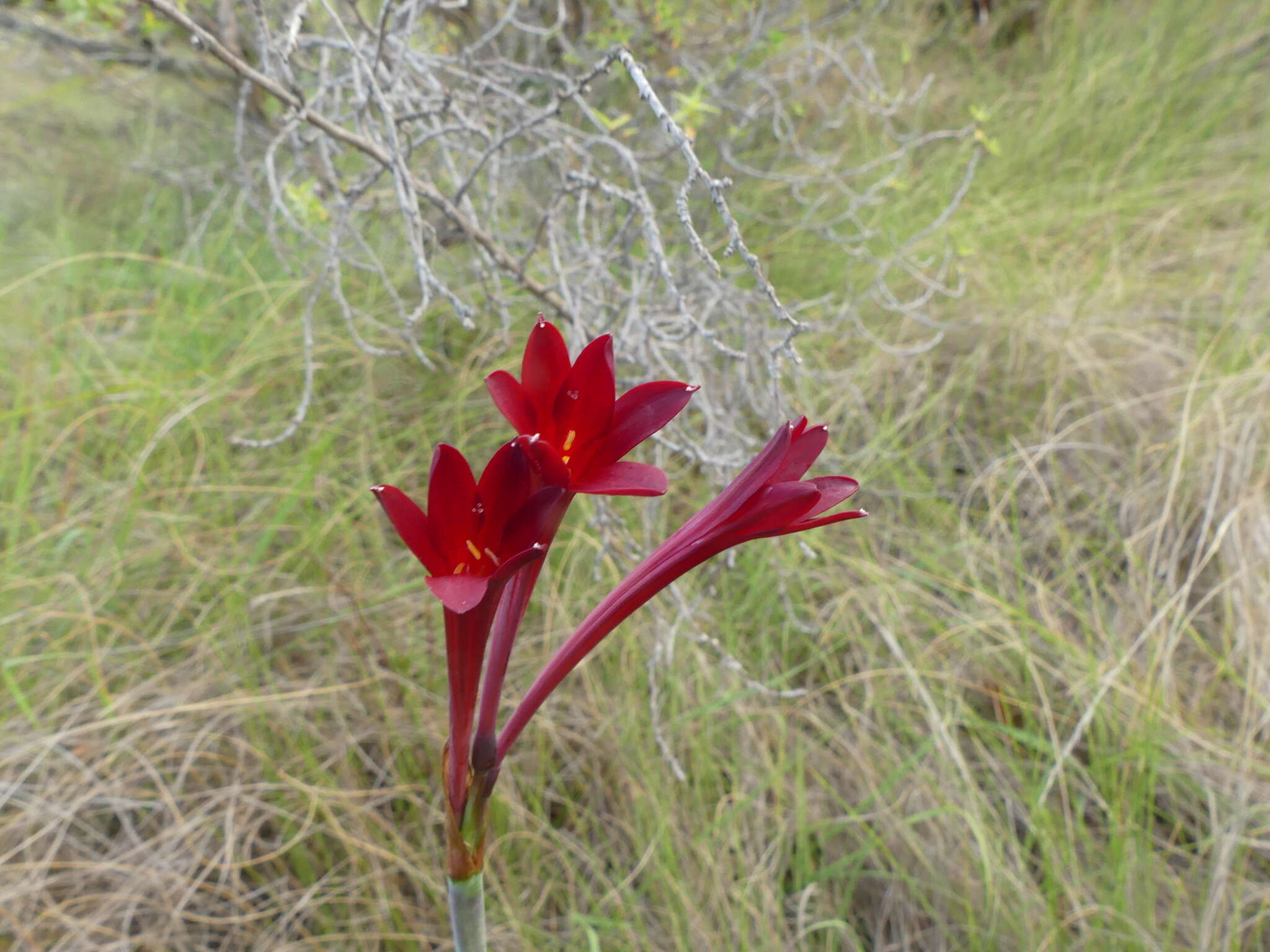 Image of Cyrtanthus odorus Ker Gawl.