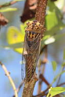 Image of Macrotristria godingi Distant 1907