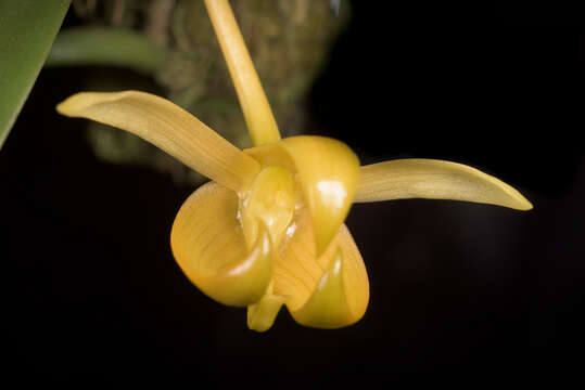 Слика од Bulbophyllum macranthoides Kraenzl.