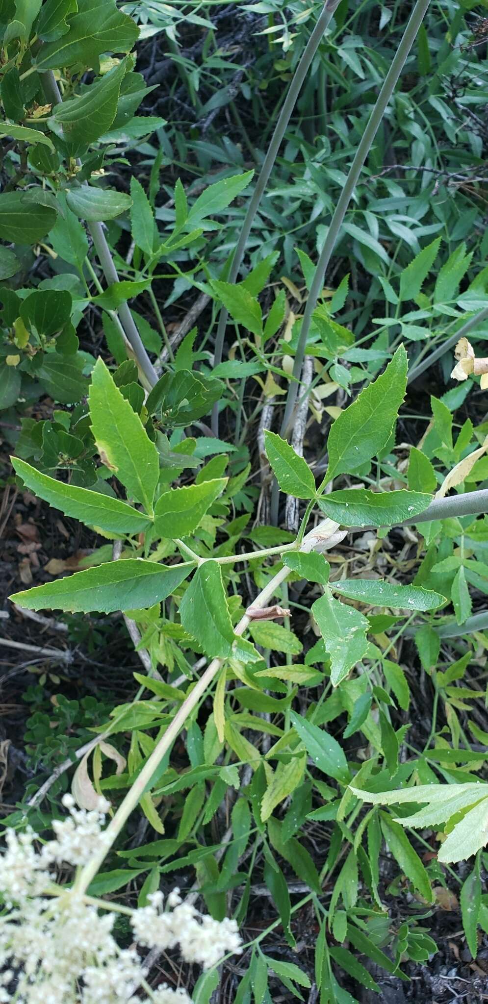 Image of Brewer's angelica