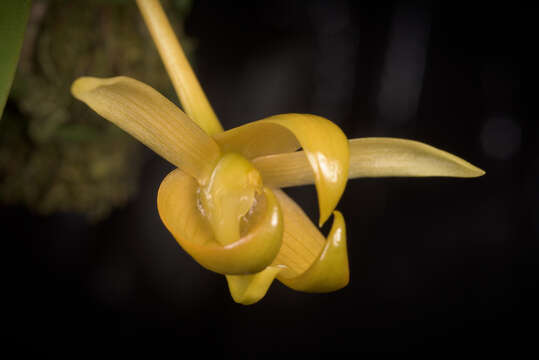 Слика од Bulbophyllum macranthoides Kraenzl.