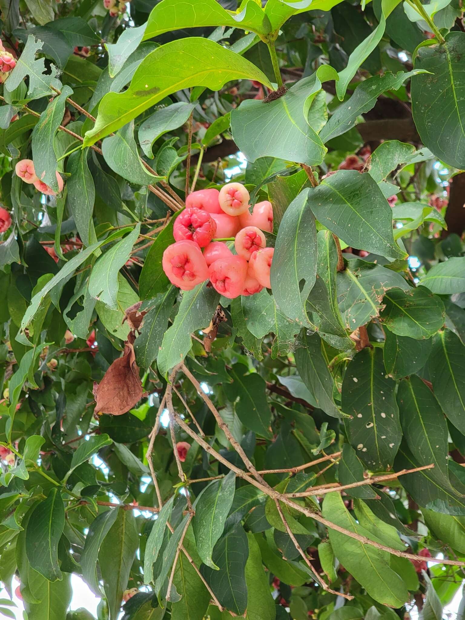 Imagem de Syzygium samarangense (Bl.) Merr. & L. M. Perry