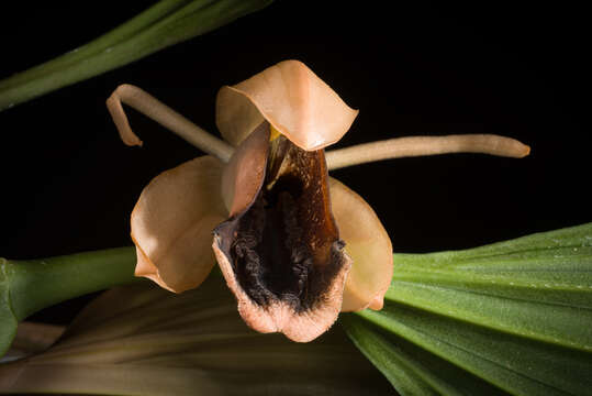 Image of Coelogyne xyrekes Ridl.