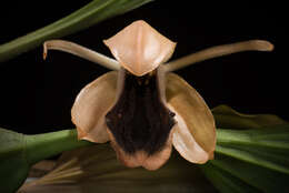 Image of Coelogyne xyrekes Ridl.