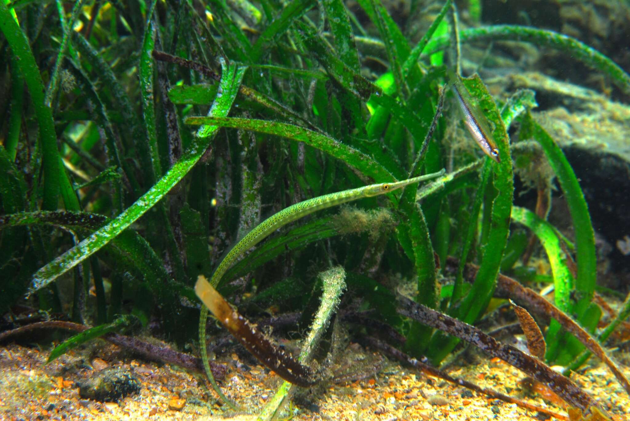 Image of Gulf pipefish