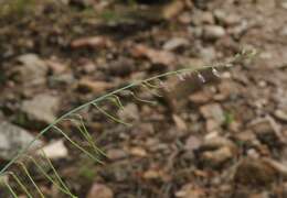 Pennellia longifolia (Benth.) Rollins resmi