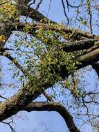 Image of European mistletoe