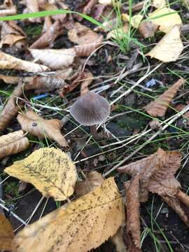 Imagem de Mycena leptocephala (Pers.) Gillet 1876