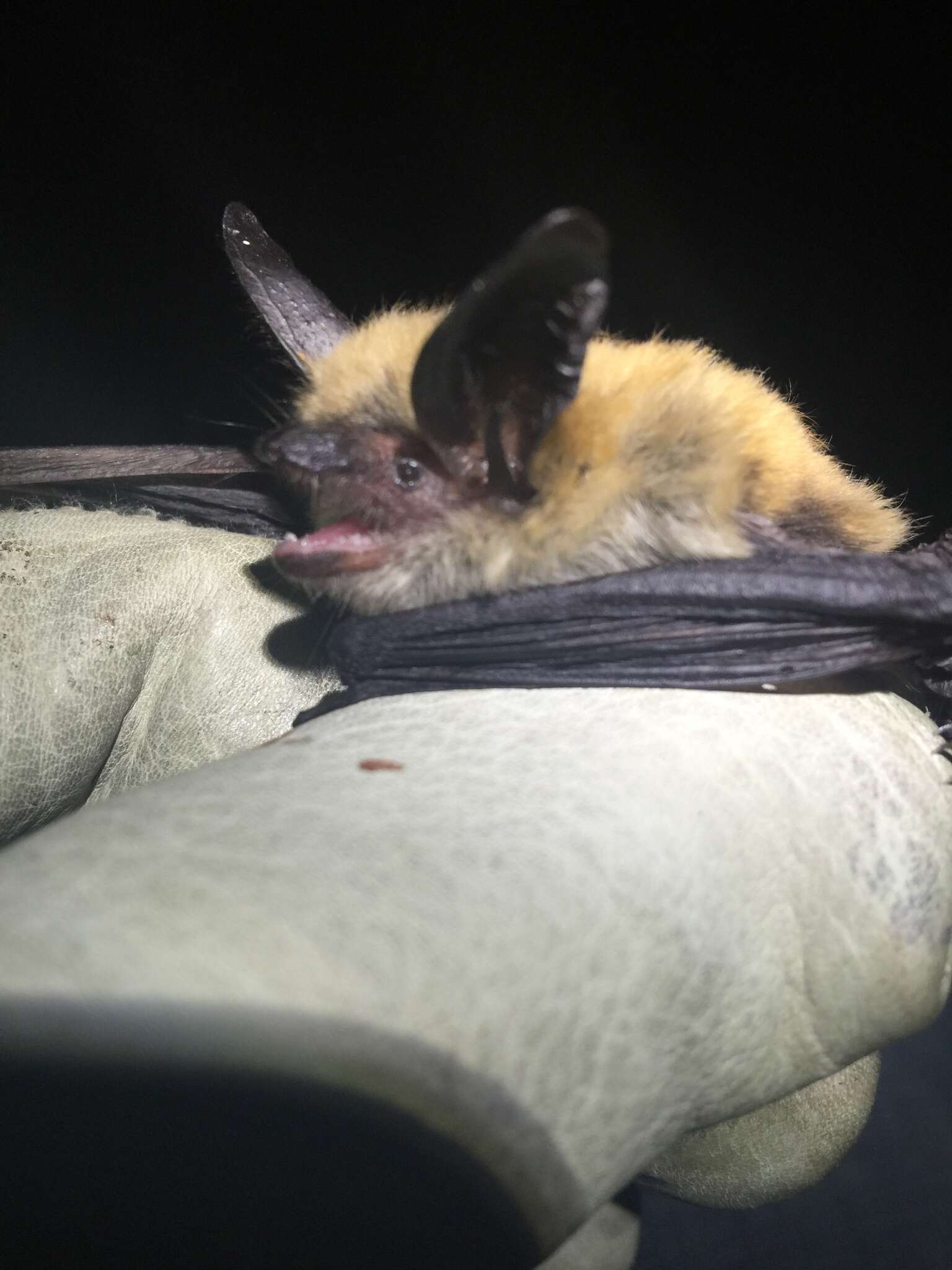 Image of Fringed Myotis