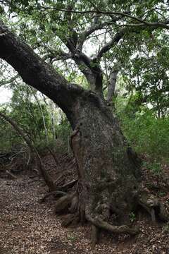 Image of Lebombo wattle