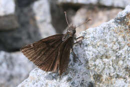 Image of Erynnis marloyi Boisduval 1832