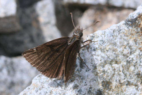 Imagem de Erynnis marloyi Boisduval 1832