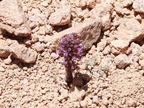 Image of nodding broomrape