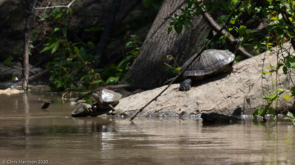 Image of Sabine map turtle