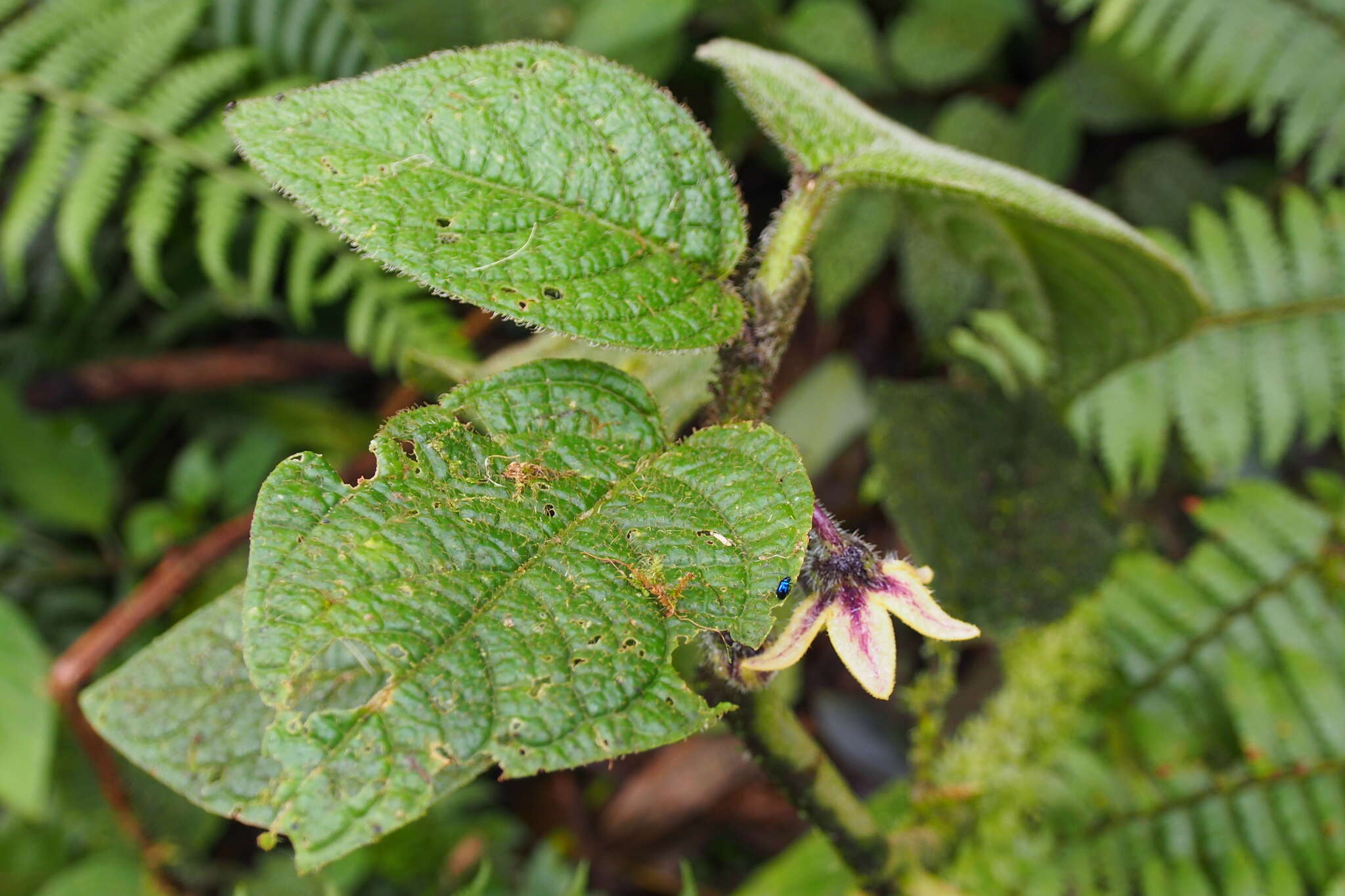 Image de Witheringia macrantha (Standl. & Morton) Hunz.