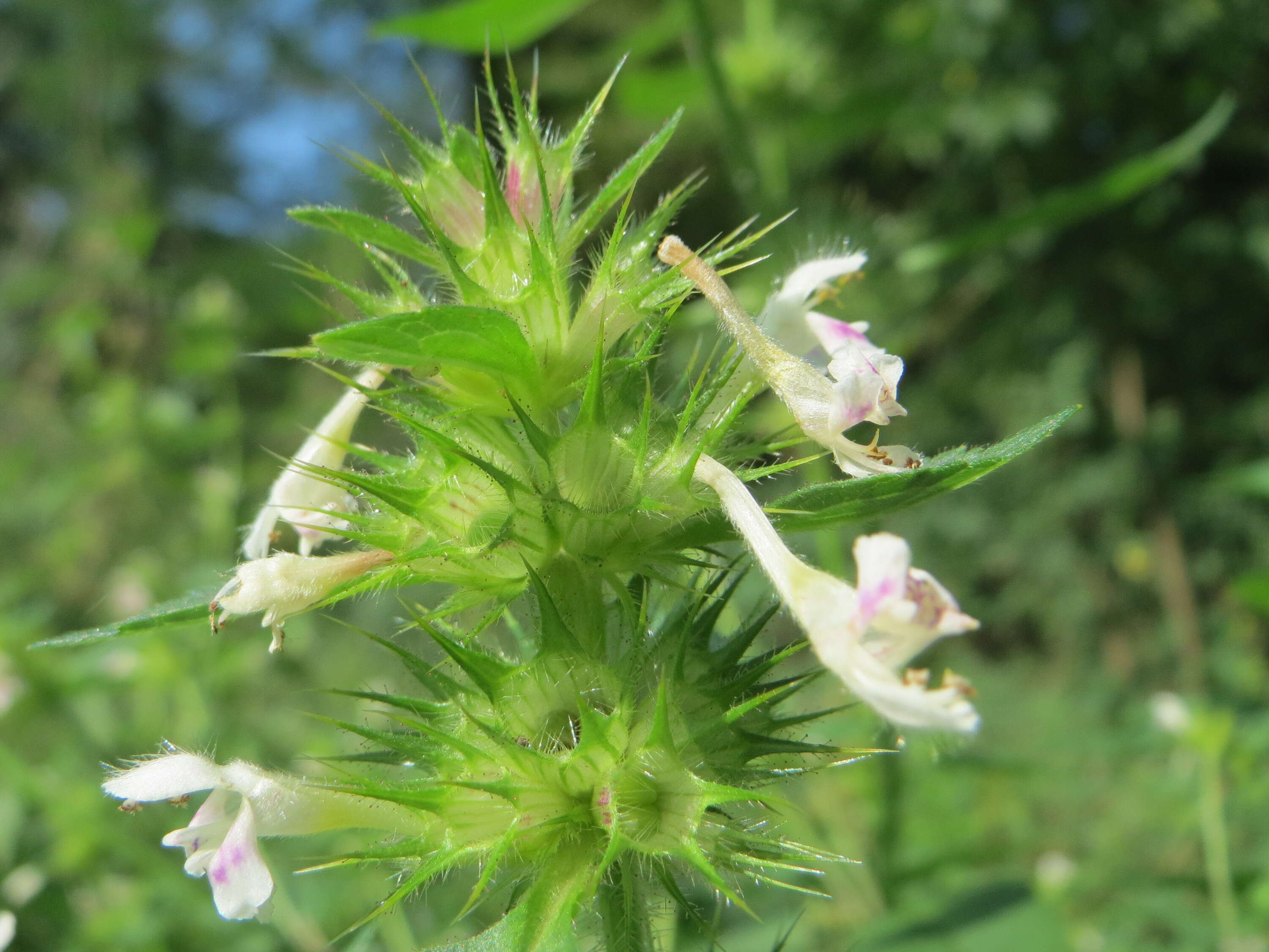 Image of Common hemp nettle