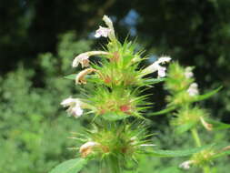 Image of Common hemp nettle