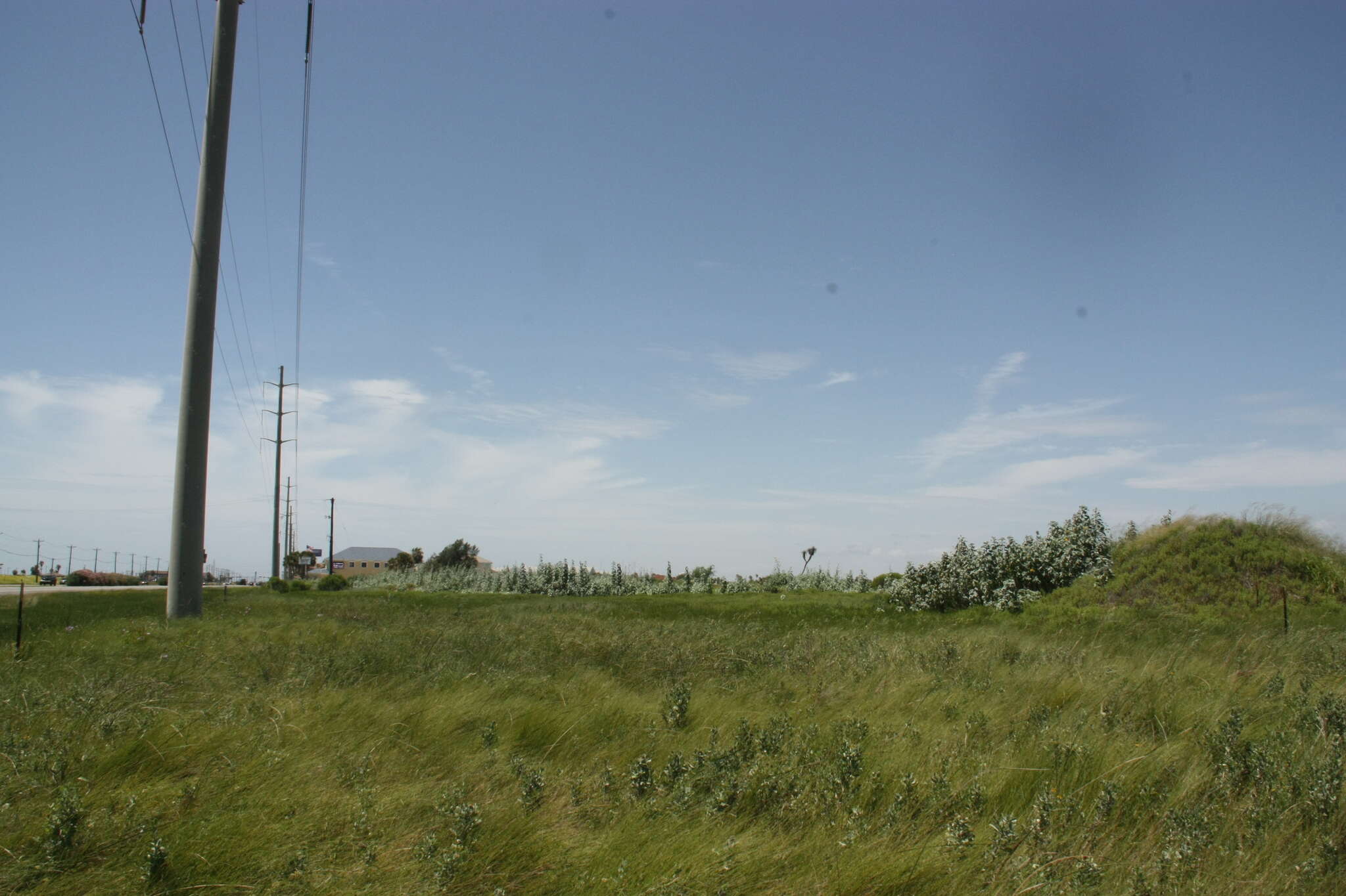 Слика од Helianthus argophyllus Torr. & A. Gray