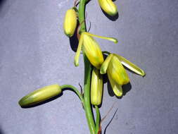 Image de Albuca fragrans Jacq.