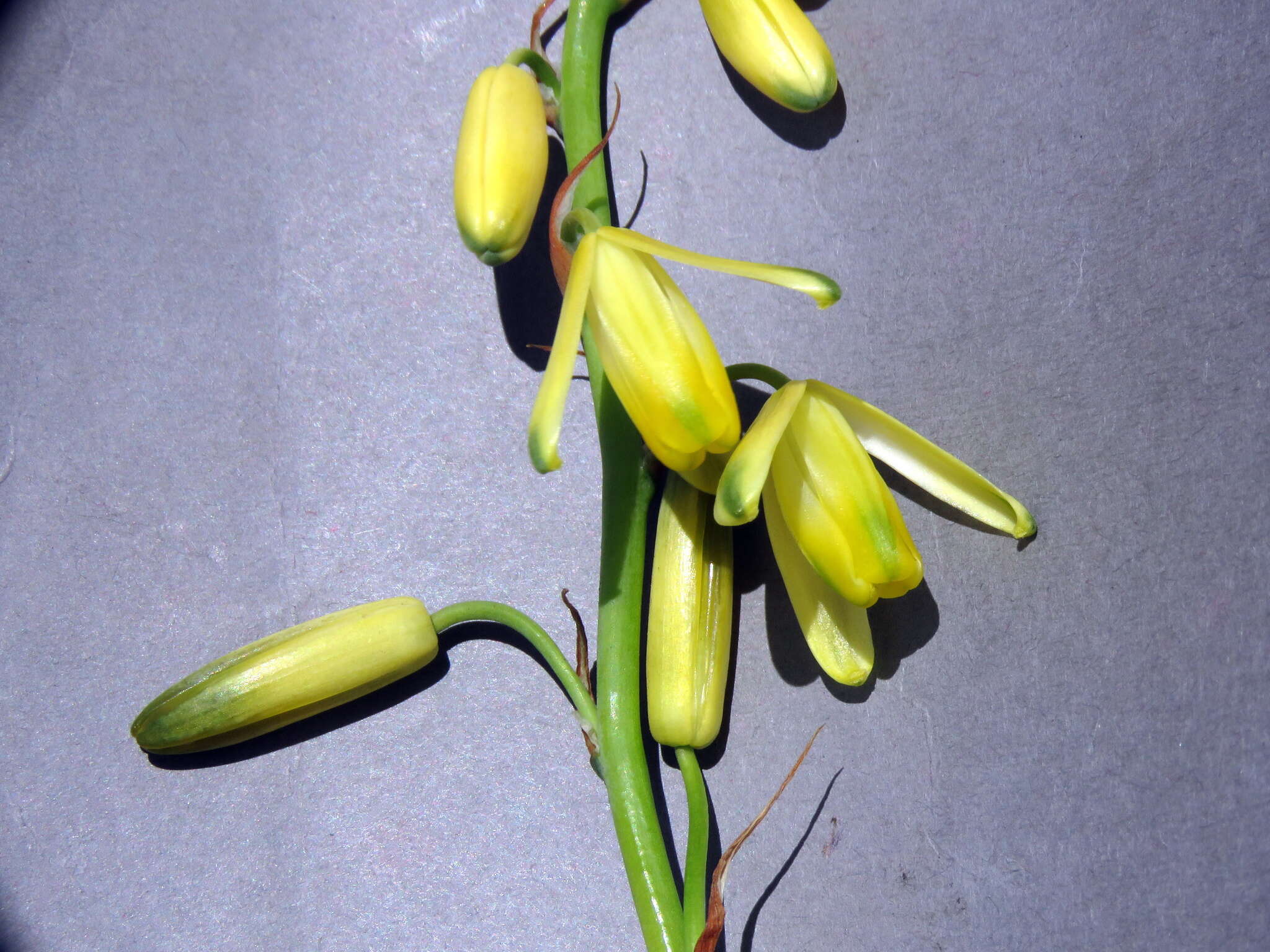 Image de Albuca fragrans Jacq.