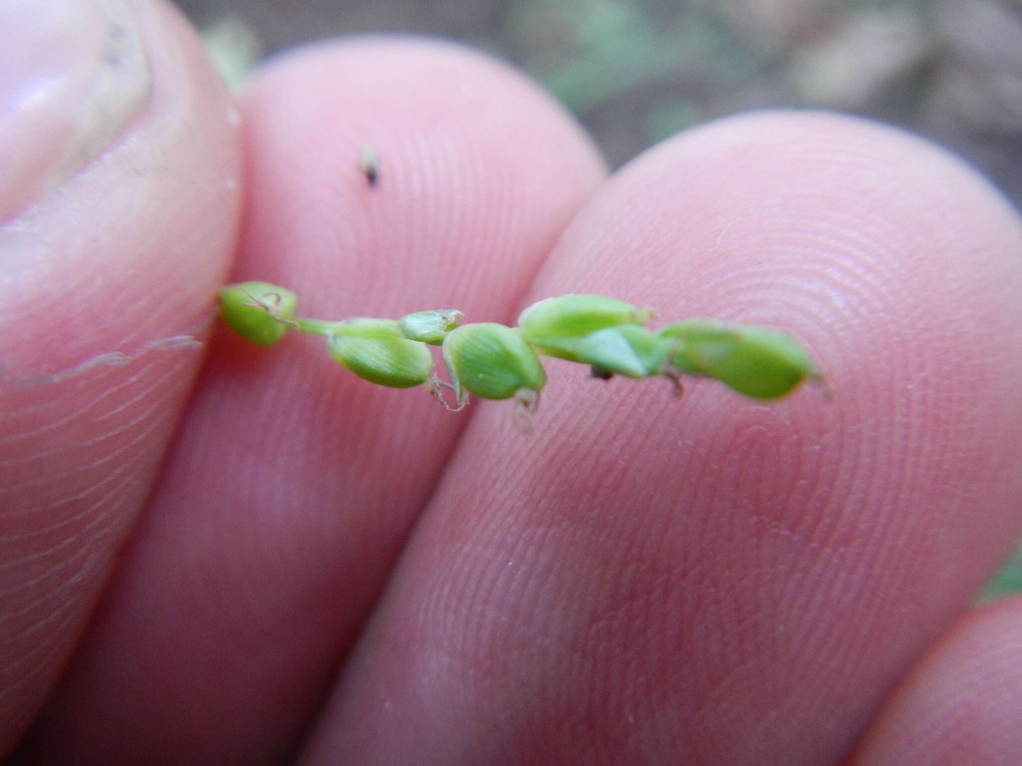 Image of slender woodland sedge