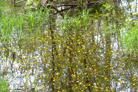 Image of yellow water buttercup