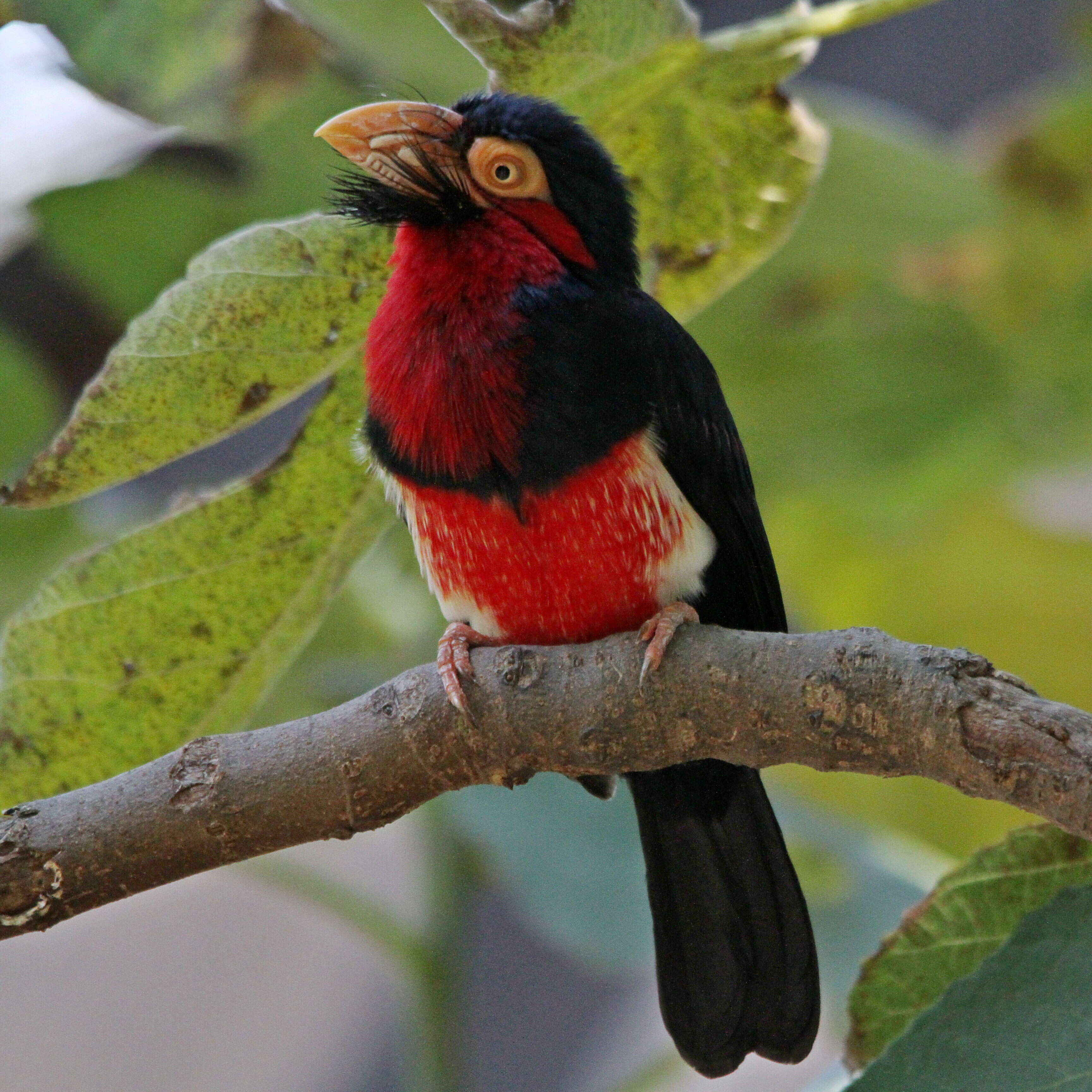 Image of Bearded Barbet