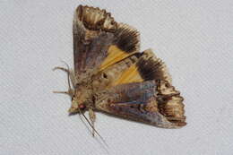 Imagem de Hypocala biarcuata Walker 1858