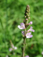 Image of herb of the cross