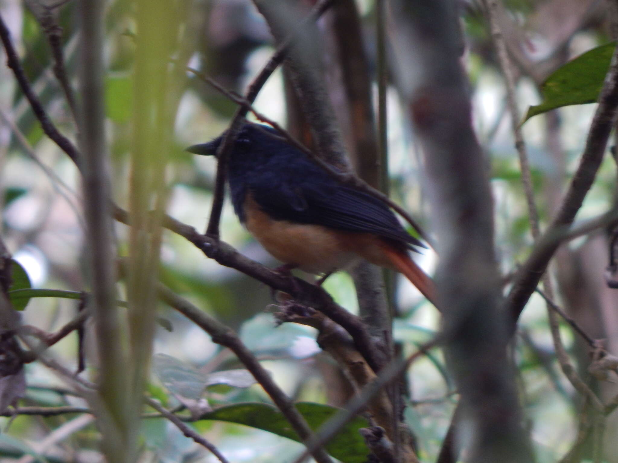 Image of Rufous-tailed Shama