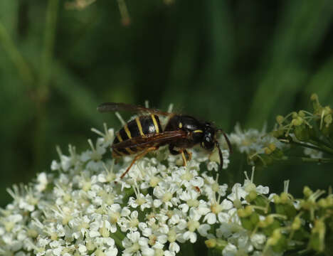 Image of Norwegian Wasp