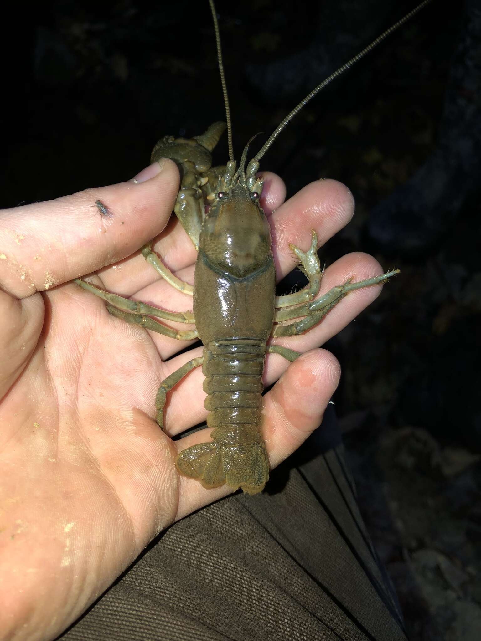 Image of Rock Crayfish