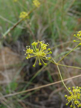 Image of Annesorhiza wilmsii H. Wolff