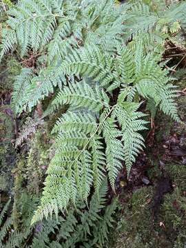 Image of Santa Cruz Island Holly Fern