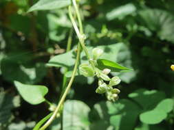 Plancia ëd Fallopia convolvulus (L.) A. Löve