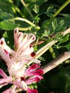 Image of field fumitory