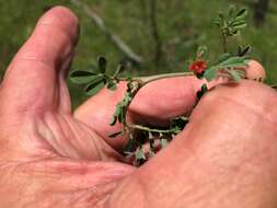 Plancia ëd Indigofera linnaei Ali