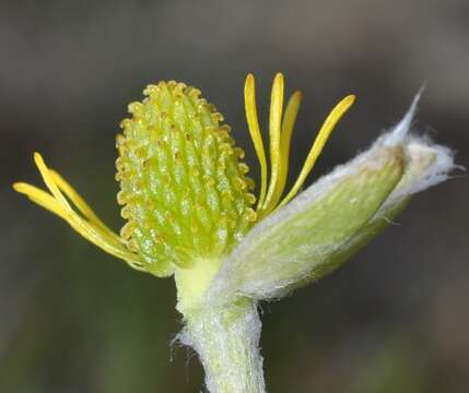 Image of Ranunculus cherubicus subsp. girelai Fern. Prieto, Molero Mesa, Muñoz Díaz & Sanna