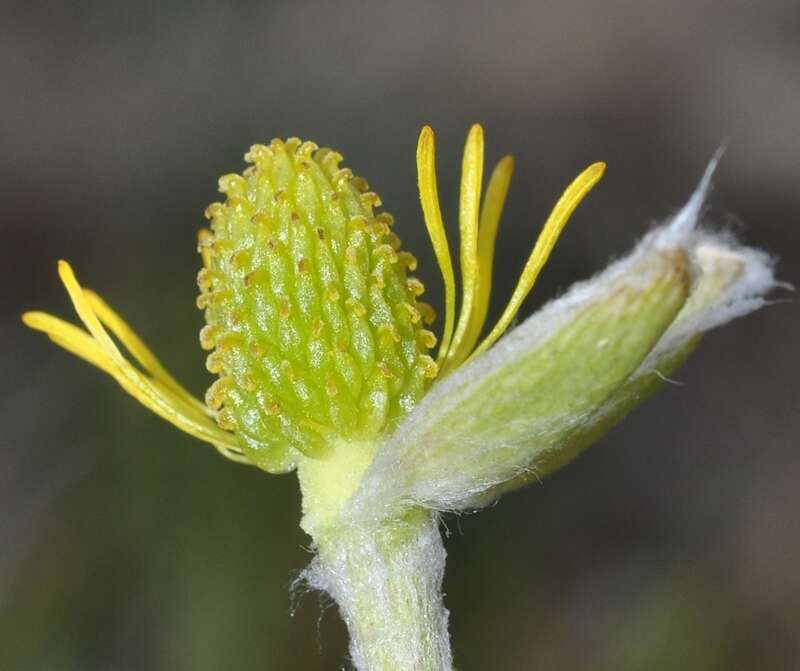 Image of Ranunculus cherubicus (J. A. Sánchez Rodr., M. J. Elías & M. A. Martín) Fern. Prieto, Sanna, M. Pérez & Cires