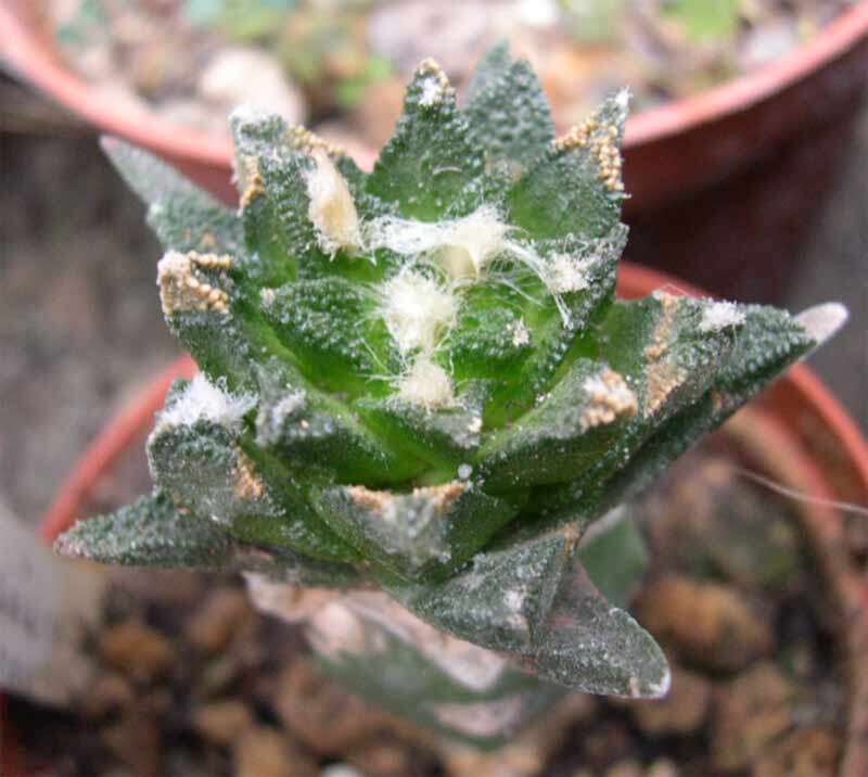 Ariocarpus bravoanus H. M. Hern. & E. F. Anderson resmi