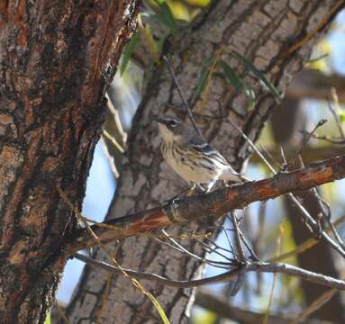 Image of Setophaga coronata coronata (Linnaeus 1766)