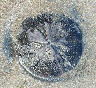 Image of cake sand dollar